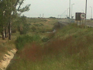 Successful Hydroseeding results on road verge