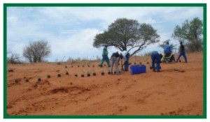 Aquamulch planting Vetiver in Botswana for dune stabilisation